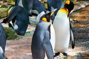 6 Дивовижні та цікаві факти про тварин 6 Дивовижні та цікаві факти про тварин